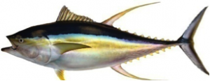 yellowfin_tuna